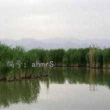 Ը